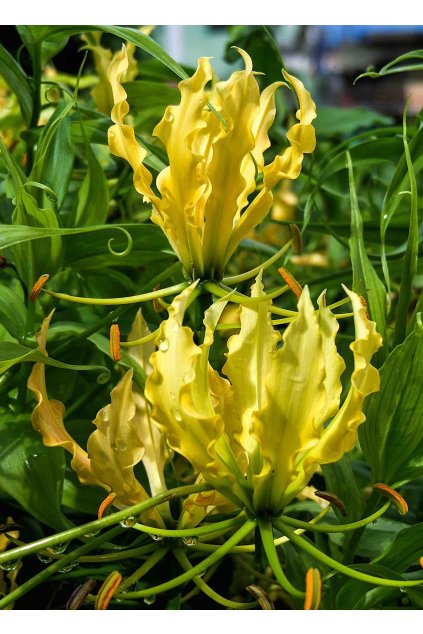 Gloriosa superba LUTEA