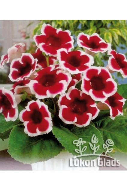 Gloxinie KAISER FRIEDRICH - gloxínie, sinningia