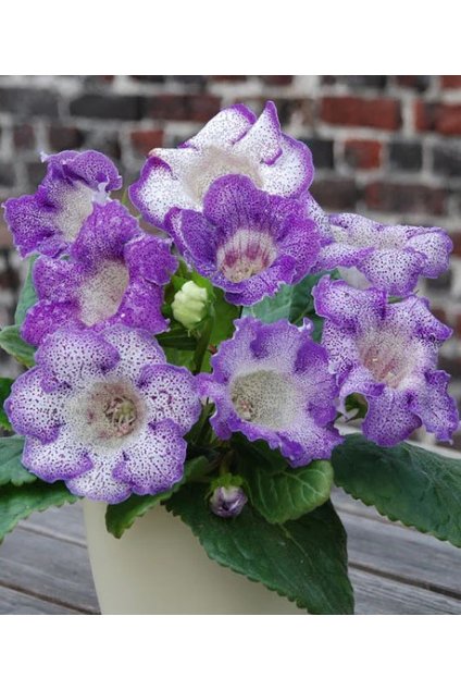 Gloxinie TIGRINUM BLUE