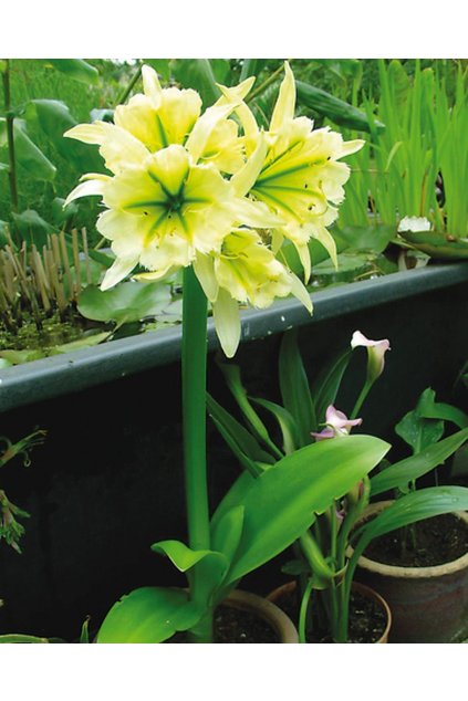 Hymenocallis SULPHUR QUEEN - ismene