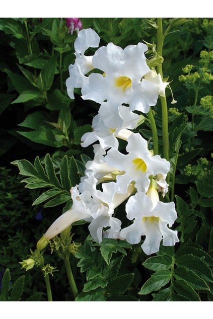 Incarvillea SNOWTOP - dvojostnice, venkovní gloxínie