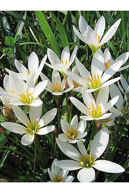 Zephyranthes candida - zefyranthes, mexický květ