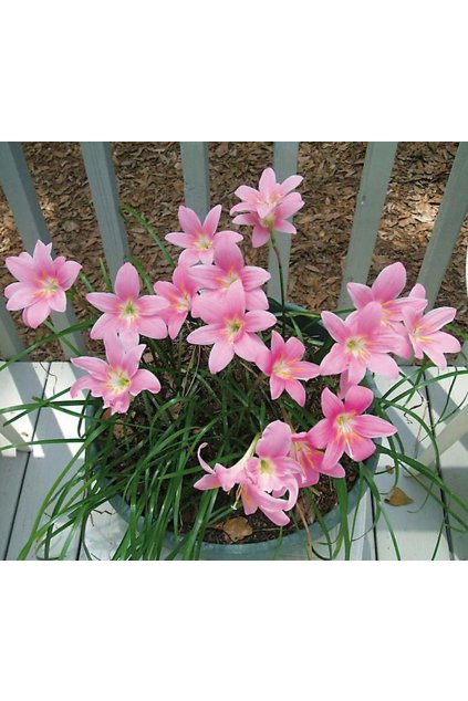 Zephyranthes robustus  - zefyranthes, mexický květ