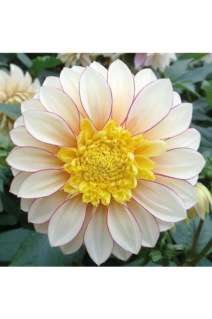 Jiřina POLKA - dahlia