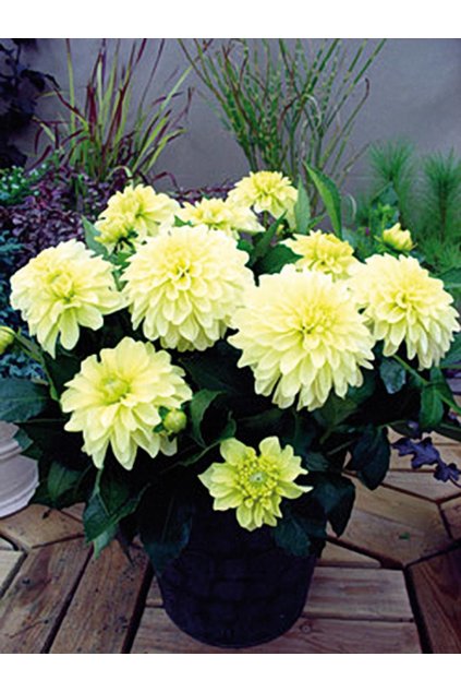 Jiřina GALLERY SERENADE - dahlia