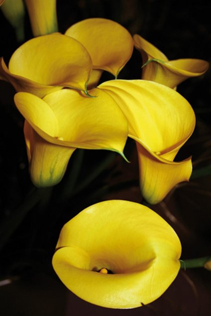 Kala FLOREX GOLD - zantedeschia