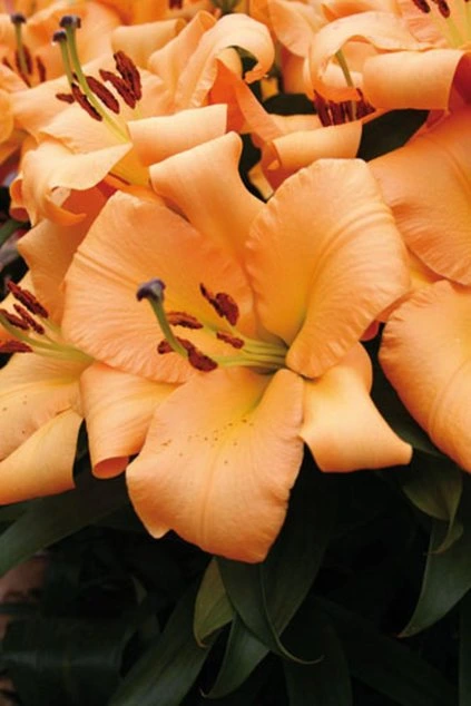 Lilie SALTARELLO - lilium