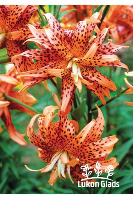 Lilium lancifolium flore pleno - lilie