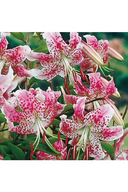 Lilium speciosum RUBRUM