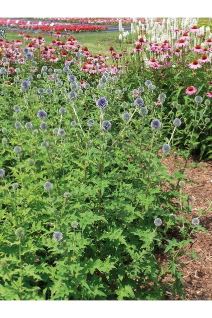 Echinops bannaticus Blue Globe