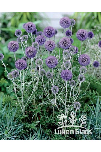 Echinops bannaticus BLUE GLOBE - bělotrn banátský