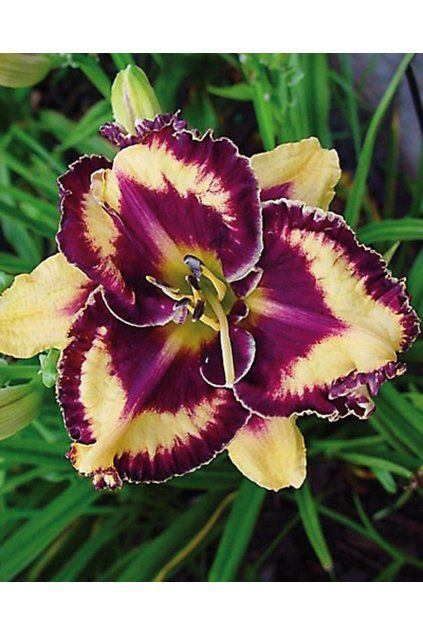 Denivka OPEN MY EYES - hemerocallis