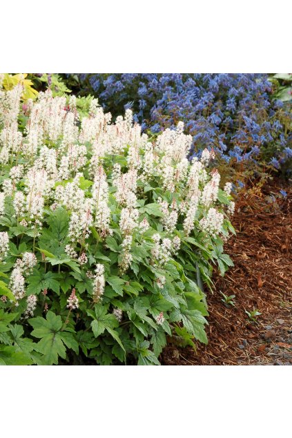 Tiarella wherryi