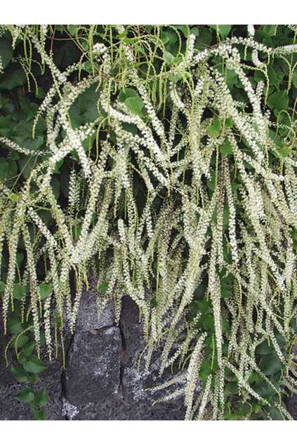 Anredera cordifolia - tzv. madeirské víno