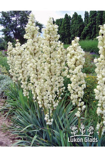 Yucca filamentosa - juka vláknitá