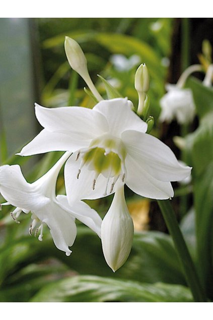 Eucharis grandiflora - líbenka