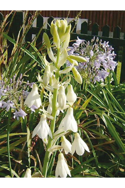 Galtonia candicans - litoška