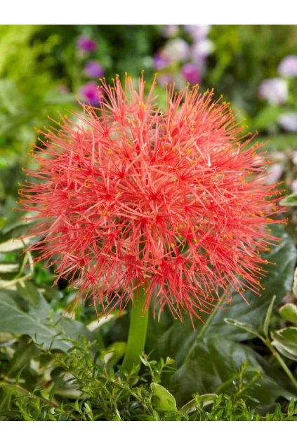 Scadoxus Haemanthus multiflorus 1 1 1