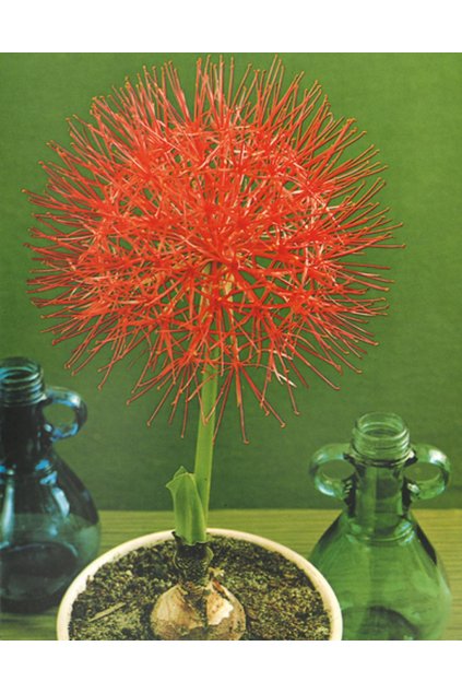 Scadoxus multiflorus - krvokvět