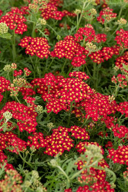 paprika achillea millefolium 79011 2