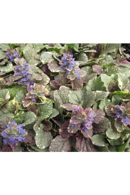76009 Ajuga Burgundy Glow 24990