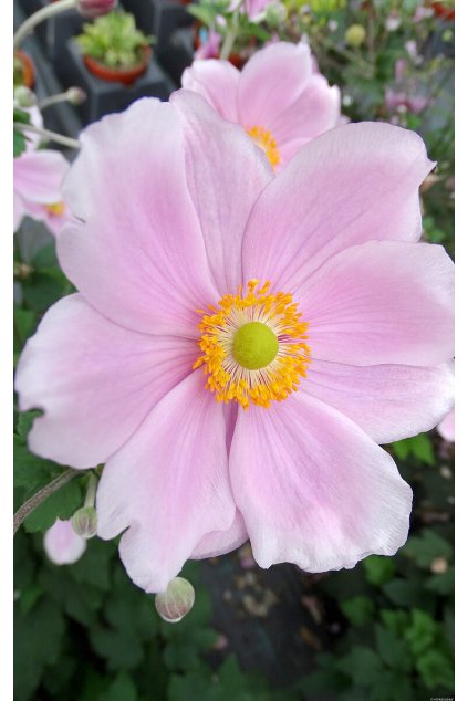 lorelei anemone 73220 3