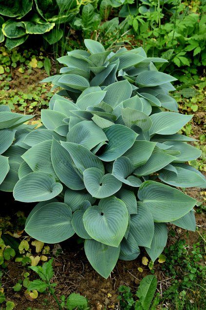 halcyon hosta 73899 3