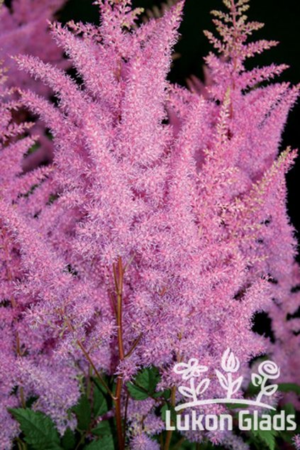 Astilbe japonica JUMP & JIVE - čechrava