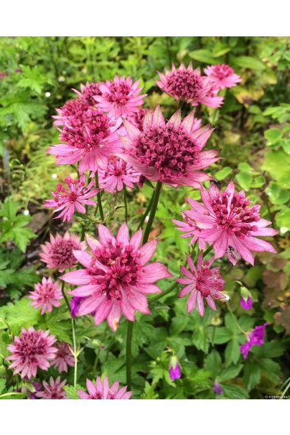 roma astrantia major 71522 1