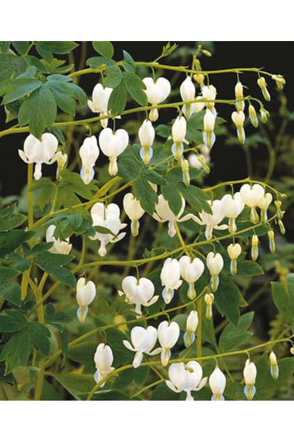 Dicentra spectabilis ALBA - srdcovka nádherná, srdíčko NAHRNKOVANÉ