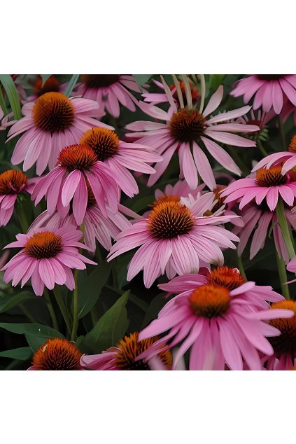 Echinacea Magnus (70002499)