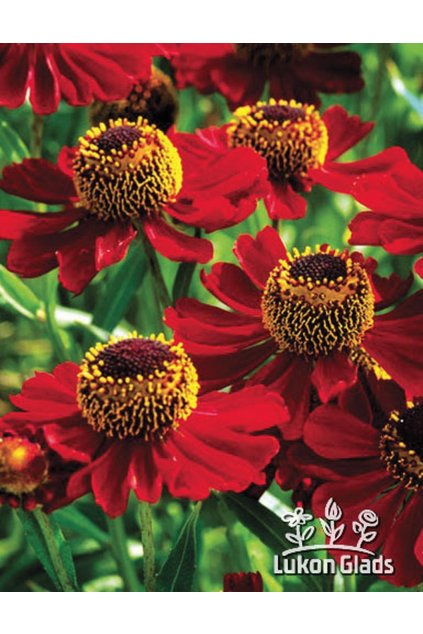 Helenium RUBINZWERG - záplevák