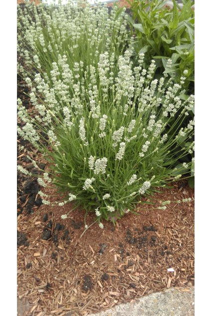 81907 Lavandula LaDiva Spirit White 34628