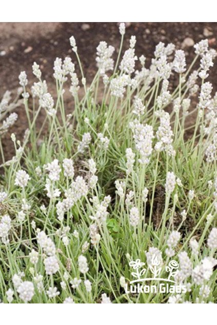 Lavandula angustifolia ELLAGANCE SNOW - levandule úzkolistá