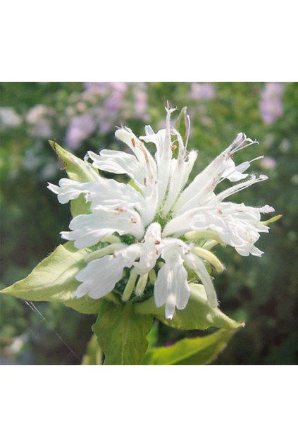Monarda SCHNEEWITTCHEN - zavinutka