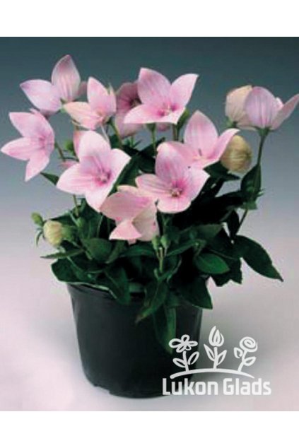 Platycodon FUJI PINK - platykodon, boubelka, boubelík