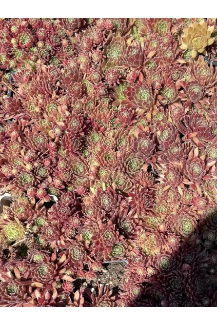 Sempervivum BETA - netřesk
