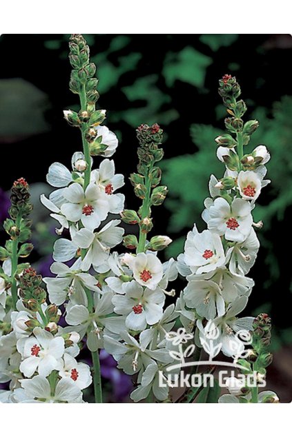 Sidalcea candida - slézovník