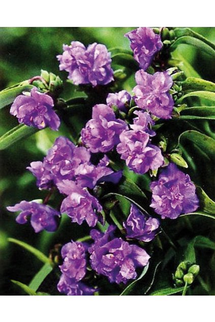 Tradescantia x andersoniana MAC´S DOUBLE - poděnka