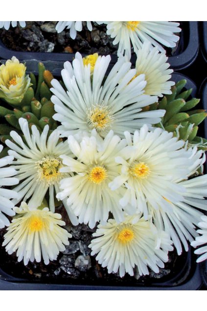 Delosperma WHITE NUGGET - kosmatec