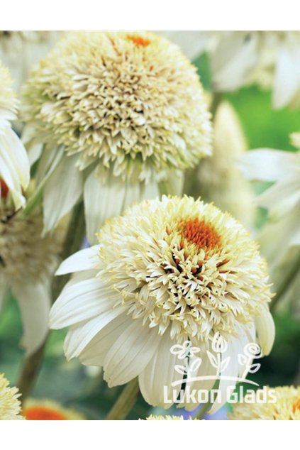 Echinacea purpurea MILSHAKE - třapatka nachová