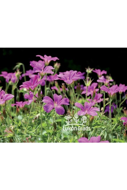 Geranium cantabrigiense KARMINA - kakost