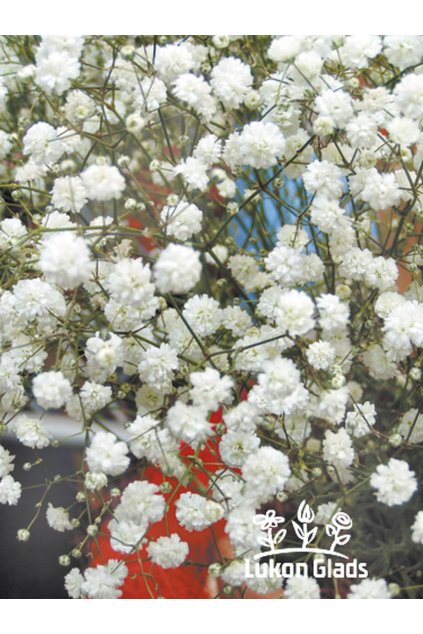 Gypsophila paniculata BRISTOL FAIRY - šater latnatý, nevěstin závoj