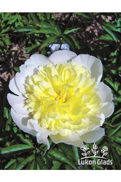 Paeonia PRIMEVÉRE - pivoňka