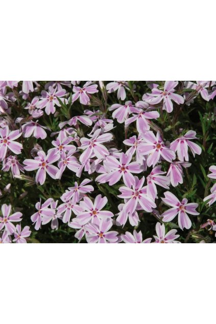 Phlox subulata Kimono Pink White 16503 C 1