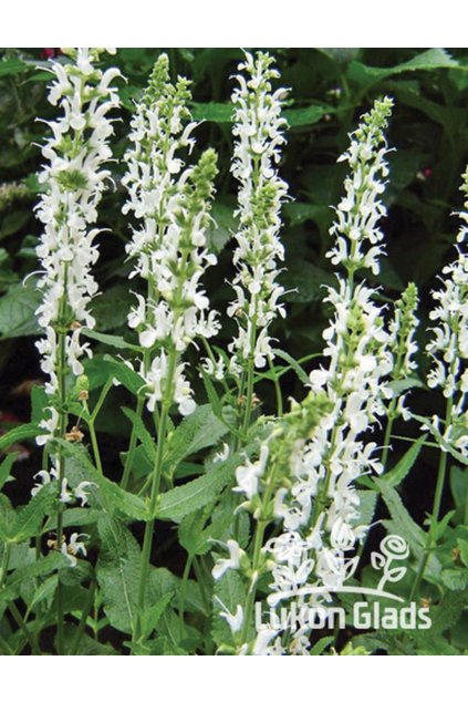 Salvia nemorosa SCHNEEHÜGEL - šalvěj hajní