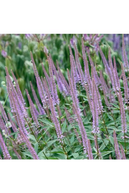 Veronicastrum FASCINATION