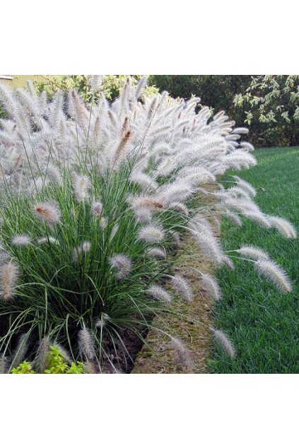Pennisetum villosum FLUFFY