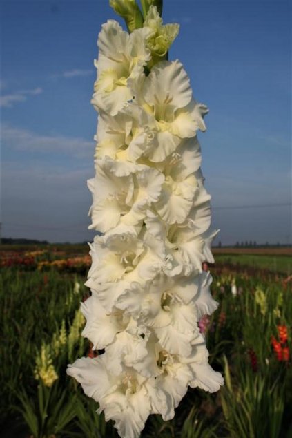 Mečík JURÁŠEK - gladiolus