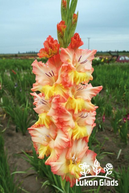 Mečík JANTARNAJA BALTIKA - gladiolus